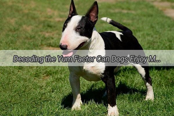 Decoding the Yum Factor Can Dogs Enjoy Malt Syrup Candy and How to Serve It Safely